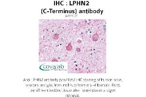 Image no. 1 for anti-Latrophilin 2 (LPHN2) (C-Term) antibody (ABIN1736537)