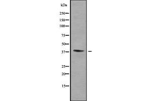 WNT16 antibody  (C-Term)