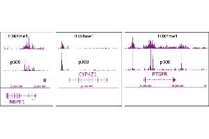 p300 antibody (mAb) tested by ChIP-Seq. (p300 antibody)