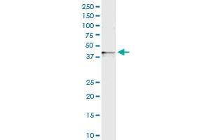 Immunoprecipitation of SPHK1 transfected lysate using anti-SPHK1 MaxPab rabbit polyclonal antibody and Protein A Magnetic Bead , and immunoblotted with SPHK1 purified MaxPab mouse polyclonal antibody (B01P) . (SPHK1 antibody  (AA 1-398))