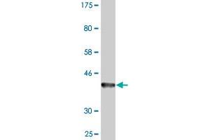 FOXA3 antibody  (AA 266-350)