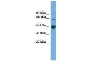 WB Suggested Anti-Tmem130 Antibody Titration:  0. (TMEM130 antibody  (C-Term))