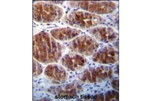 AREG Antibody immunohistochemistry analysis in formalin fixed and paraffin embedded human stomach tissue followed by peroxidase conjugation of the secondary antibody and DAB staining. (Amphiregulin antibody  (C-Term))