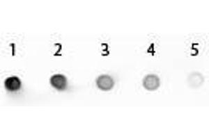 Dot Blot of Mouse IgG2a Antibody Alkaline Phosphatase Conjugated. (Rabbit anti-Mouse IgG2a (Heavy Chain) Antibody (Alkaline Phosphatase (AP)) - Preadsorbed)