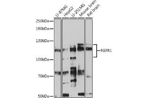 Western blot analysis of extracts of various cell lines, using FGFR1 antibody (ABIN6134360, ABIN6140610, ABIN6140612 and ABIN6213611) at 1:500 dilution. (FGFR1 antibody  (AA 300-400))