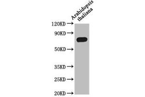 Western Blot Positive WB detected in: Arabidopsis thaliana leaf tissue All lanes: MED37A antibody at 1:1000 Secondary Goat polyclonal to rabbit IgG at 1/50000 dilution Predicted band size: 74 kDa Observed band size: 74 kDa (Luminal-Binding Protein 5-Like (LOC109224924) (AA 28-669) antibody)