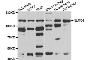 Western blot analysis of extracts of various cell lines, using NLRC4 antibody (ABIN5975127) at 1/1000 dilution. (NLRC4 antibody)