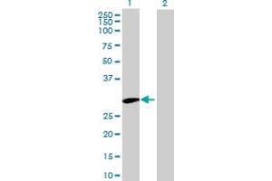 Western Blot analysis of UBTD1 expression in transfected 293T cell line by UBTD1 MaxPab polyclonal antibody.
