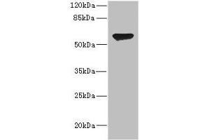 Western blot All lanes: CHRNA2 antibody at 2. (CHRNA2 antibody  (AA 27-264))