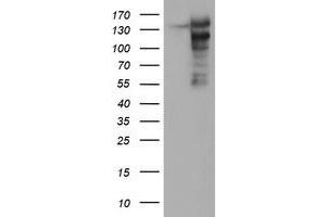 AGTPBP1 antibody  (AA 368-753)