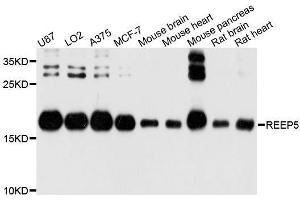 Western blot analysis of extracts of various cell lines, using REEP5 antibody. (REEP5 antibody  (AA 120-189))