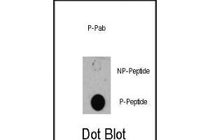 Dot blot analysis of anti-TSC1-p Phospho-specific Pab (R) on nitrocellulose membrane. (TSC1 antibody  (pSer505))