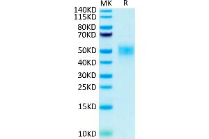 Biotinylated Human Fc gamma RIIIB (NA2) on Tris-Bis PAGE under reduced condition.
