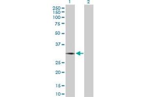 Western Blot analysis of NEUROG3 expression in transfected 293T cell line by NEUROG3 MaxPab polyclonal antibody. (Neurogenin 3 antibody  (AA 1-214))