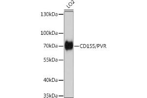 Western blot analysis of extracts of LO2 cells, using CD155/PVR antibody (ABIN6127569, ABIN6146508, ABIN6146510 and ABIN6221426) at 1:1000 dilution.