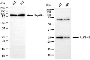 Western blotting analysis using ALKBH2 antibody (ABIN7797580).