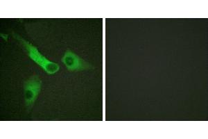 P-peptide - +Western blot analysis of extracts from COLO205 cells, using Caspase 9 (Phospho-Tyr153) antibody. (Caspase 9 antibody  (pTyr153))