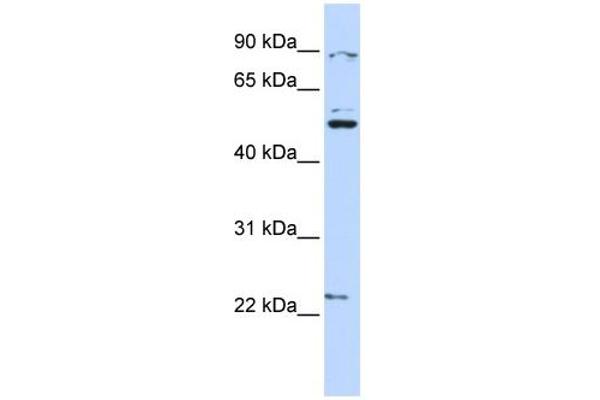 Membrane transport protein XK (XK) (N-Term) antibody