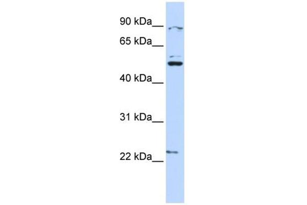 Membrane transport protein XK (XK) (N-Term) antibody