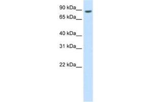 Western Blotting (WB) image for anti-BRF1, RNA polymerase III transcription initiation factor subunit (BRF1) antibody (ABIN2462032) (BRF1 antibody)