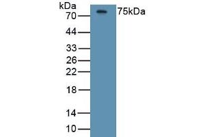 Detection of Recombinant HRG, Human using Monoclonal Antibody to Histidine Rich Glycoprotein (HRG) (HRG antibody  (AA 18-254))