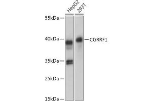Western blot analysis of extracts of various cell lines, using CGRRF1 antibody (ABIN7266267) at 1:1000 dilution. (CGR19 antibody  (AA 40-170))