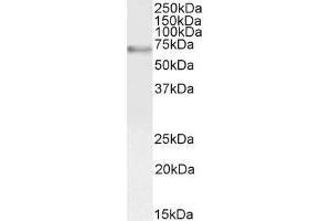 MYB antibody  (AA 281-294)