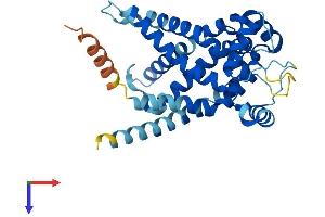 Solute Carrier Family 25, Member 32 (SLC25A32) (AA 1-316) protein (His tag)