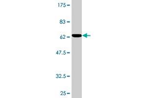 Western Blot detection against Immunogen (54. (WBP2 antibody  (AA 1-261))