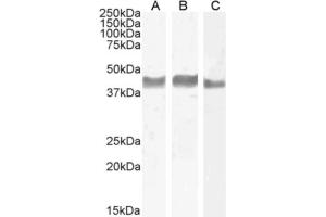 Western Blot using anti-TIGIT antibody 1B4.