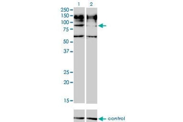 IL31RA Antikörper  (AA 21-120)