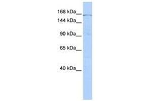 ZNF236 antibody  (AA 1080-1129)