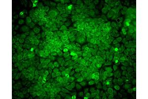 Immunocytochemistry/Immunofluorescence analysis using Mouse Anti-Erp57 Monoclonal Antibody, Clone Map. (PDIA3 antibody  (APC))