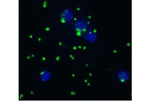 Immunocytochemistry staining of acetone/methanol fixed bovine peripheral blood (thrombocyte-enriched suspension) using anti-bovine CD41/CD61 (IVA30), secondary antibody conjugated to FITC (green signal at thrombocytes), DNA stained with DAPI (blue signal). (CD41, CD61 antibody)