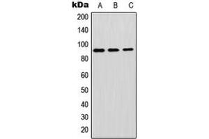 Western blot analysis of GPIPLD expression in A549 (A), mouse brain (B), H9C2 (C) whole cell lysates. (GPLD1 antibody  (Center))