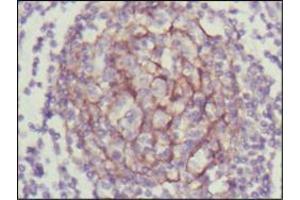 Immunohistochemical analysis of paraffin-embedded human lymph node using NTRK3 mouse mAb with DAB staining. (NTRK3 antibody  (AA 32-429))