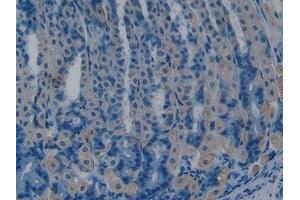 IHC-P analysis of Mouse Stomach Tissue, with DAB staining. (Somatostatin antibody  (AA 27-116))