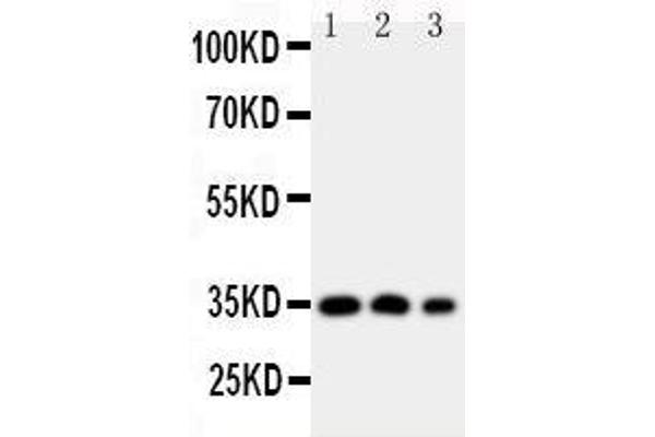 HOXA4 antibody  (N-Term)