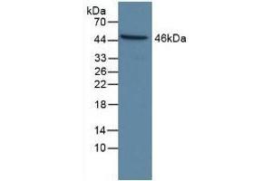 Detection of CASP9 in Human Hela Cells using Polyclonal Antibody to Caspase 9 (CASP9) (Caspase 9 antibody  (AA 331-416))