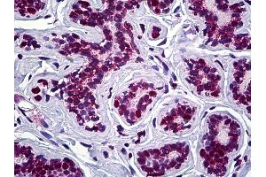 Anti-STAG2 antibody IHC of human breast. (STAG2 antibody  (AA 1130-1232))