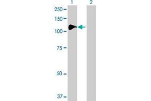 Western Blot analysis of NCAPH expression in transfected 293T cell line by NCAPH MaxPab polyclonal antibody. (NCAPH antibody  (AA 1-741))
