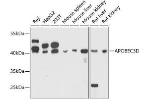 Western blot analysis of extracts of various cell lines, using D antibody (ABIN6129930, ABIN6137008, ABIN6137009 and ABIN6215339) at 1:3000 dilution. (APOBEC3D antibody  (AA 207-386))