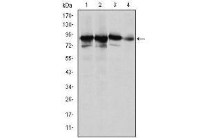 Western blot analysis using XRCC5 mouse mAb against Hela (1), MCF-7 (2), A549 (3) and NIH/3T3 (4) cell lysate. (XRCC5 antibody)