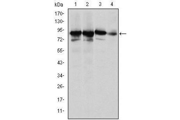 XRCC5 antibody