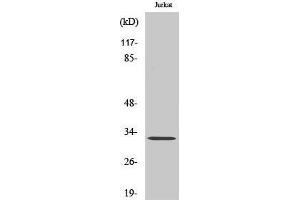 Western Blotting (WB) image for anti-Neuralized E3 Ubiquitin Protein Ligase 1B (NEURL1B) (Internal Region) antibody (ABIN3176281) (NEURL1B antibody  (Internal Region))