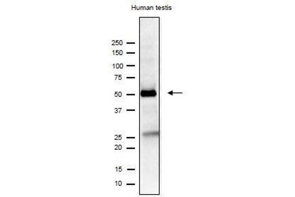 IZUMO1 antibody