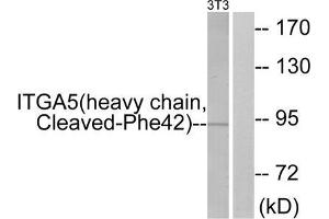 Western blot analysis of extracts from 3T3 cells, treated with etoposide (25uM, 24hours), using ITGA5 (heavy chain, Cleaved-Phe42) antibody. (ITGA5 antibody  (Cleaved-Phe42, N-Term))