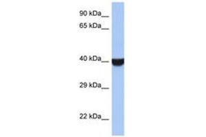 Image no. 1 for anti-Transmembrane Emp24 Protein Transport Domain Containing 8 (TMED8) (AA 251-300) antibody (ABIN6743954) (TMED8 antibody  (AA 251-300))