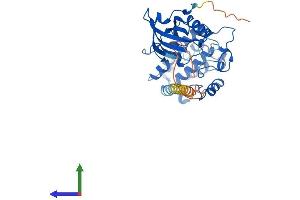 AlphaFold protein structure predicition of Human Recombinant DAPK2 Protein, UniprotID Q9UIK4