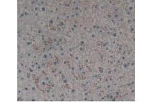 IHC-P analysis of Human Liver Tissue, with DAB staining. (MBP antibody  (AA 220-301))